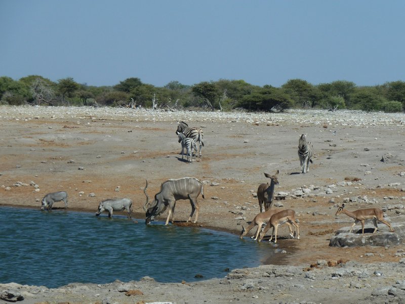 waterhole etosha 04 FP.jpg - Trou d'eau à Etosha